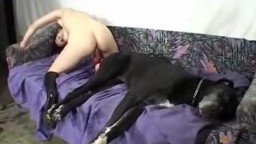 Жена прыгает на хую большого дога с стонами, порно с собакой